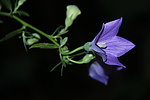 小花