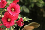 小花