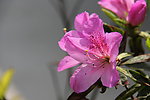 杜鹃花