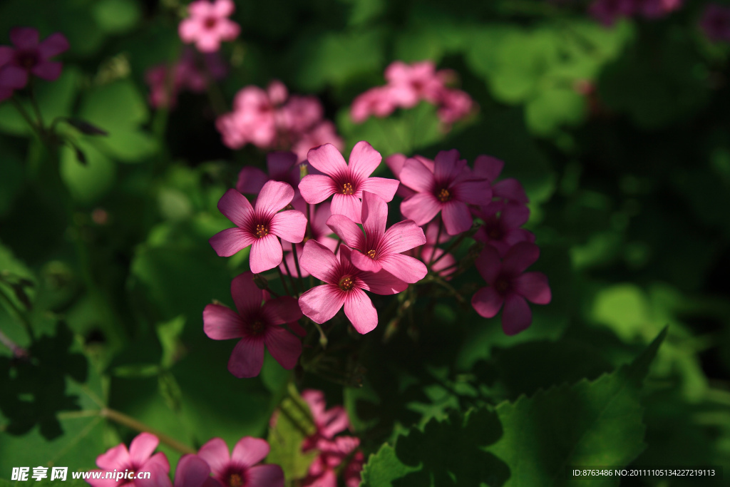 美丽花