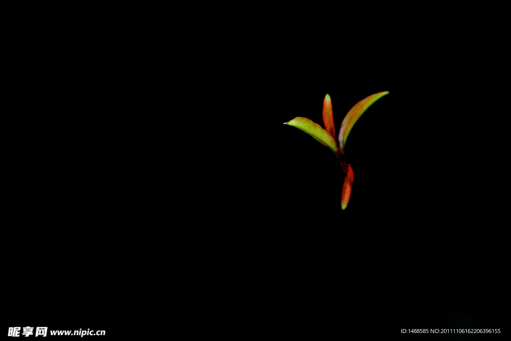 树芽