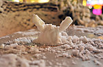 雪人