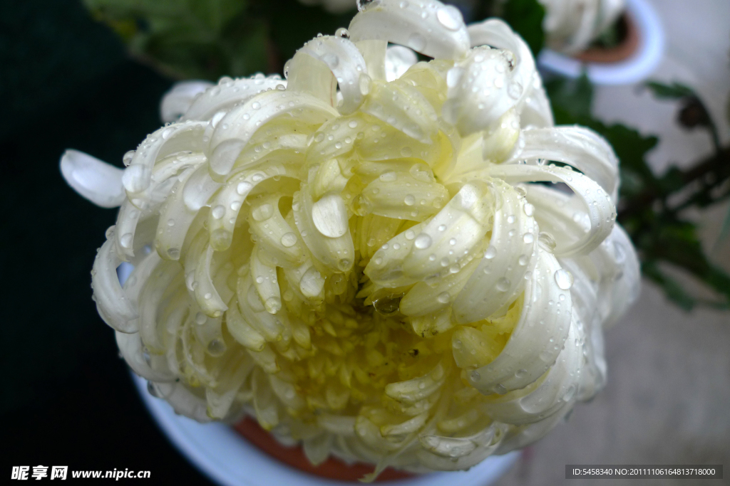菊花