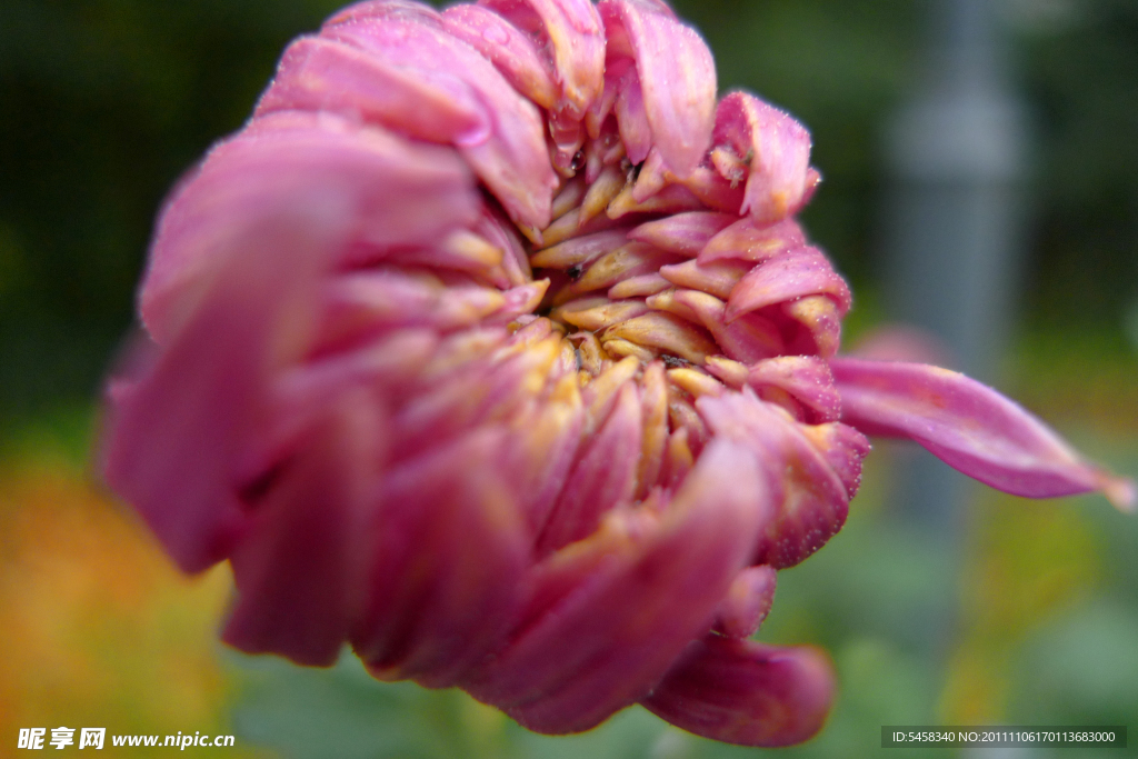 菊花