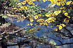 黄叶