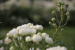 白花