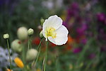 花意