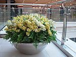 盆花