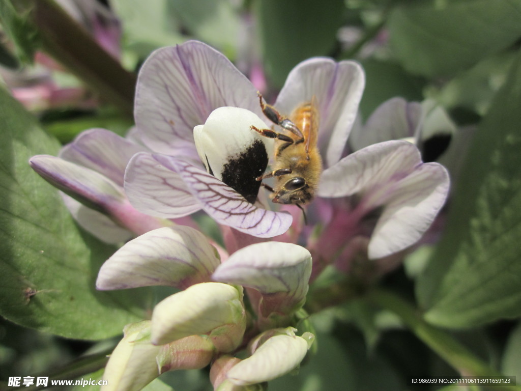 蚕豆花蜜蜂