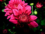 暗光 菊花