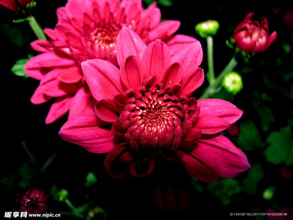 暗光 菊花