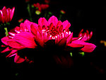 暗光 菊花