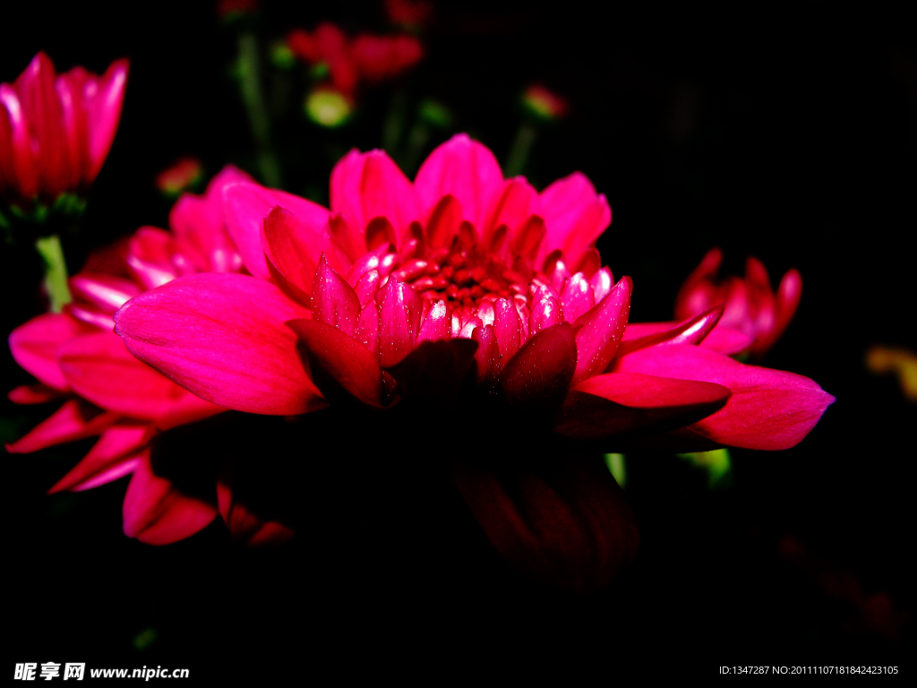 暗光 菊花