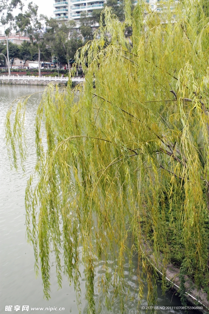 湖边垂柳