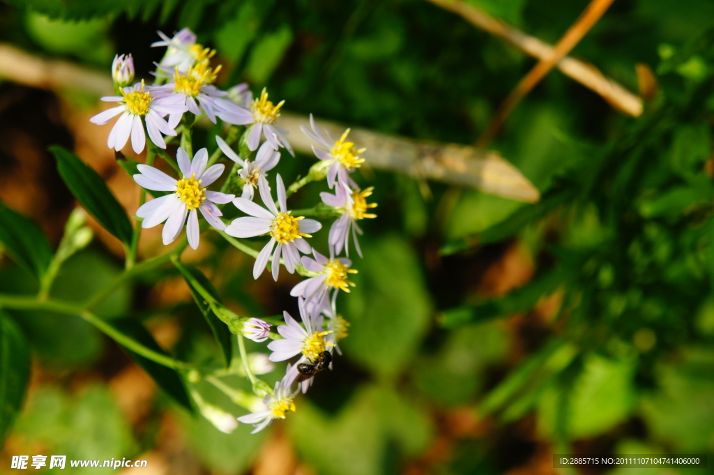 小花
