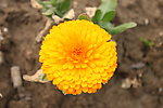 野菊花