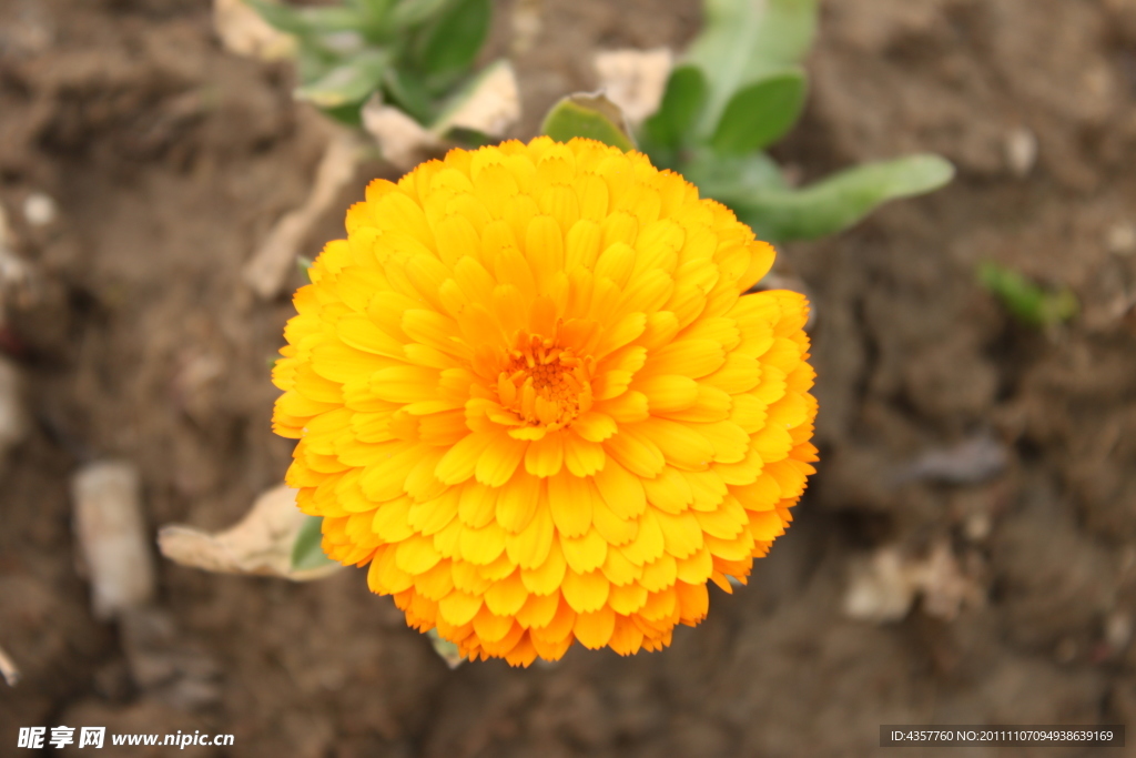 野菊花