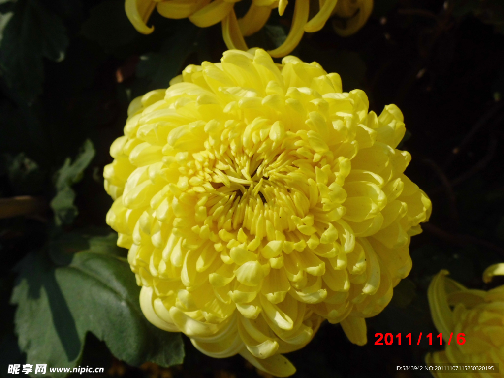 菊花盛开