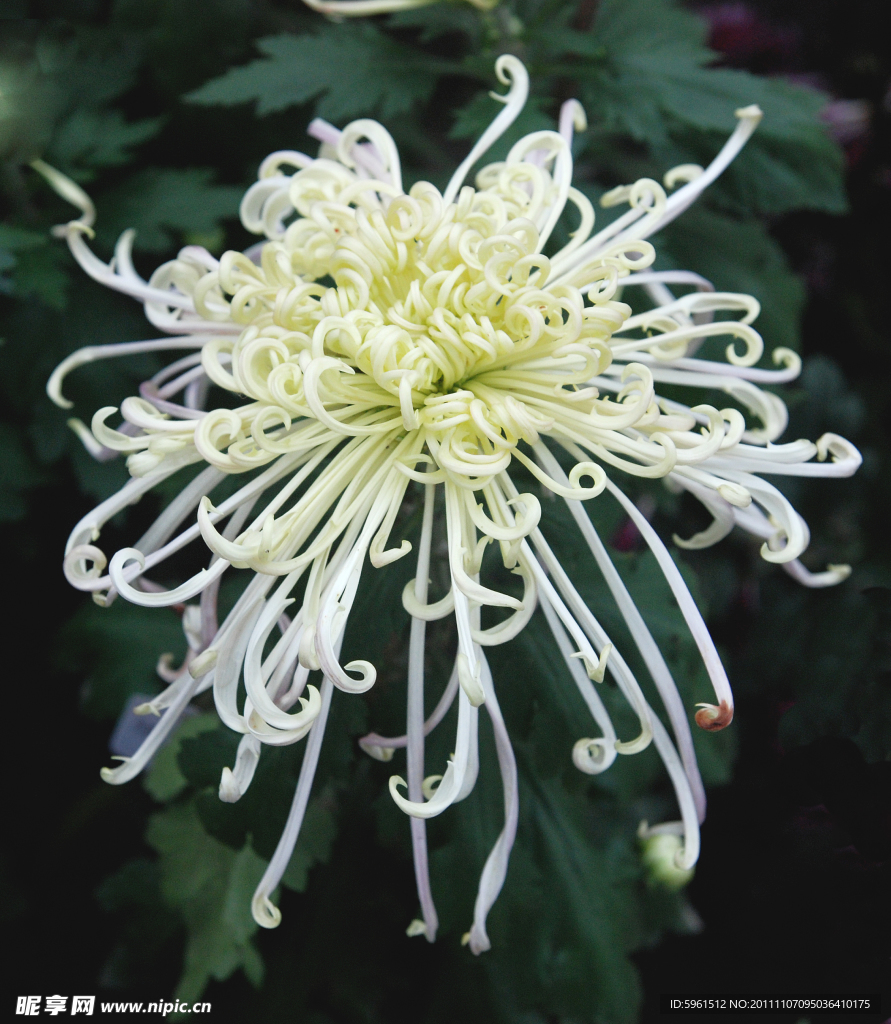 菊花