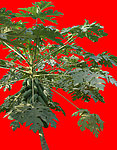 木瓜树