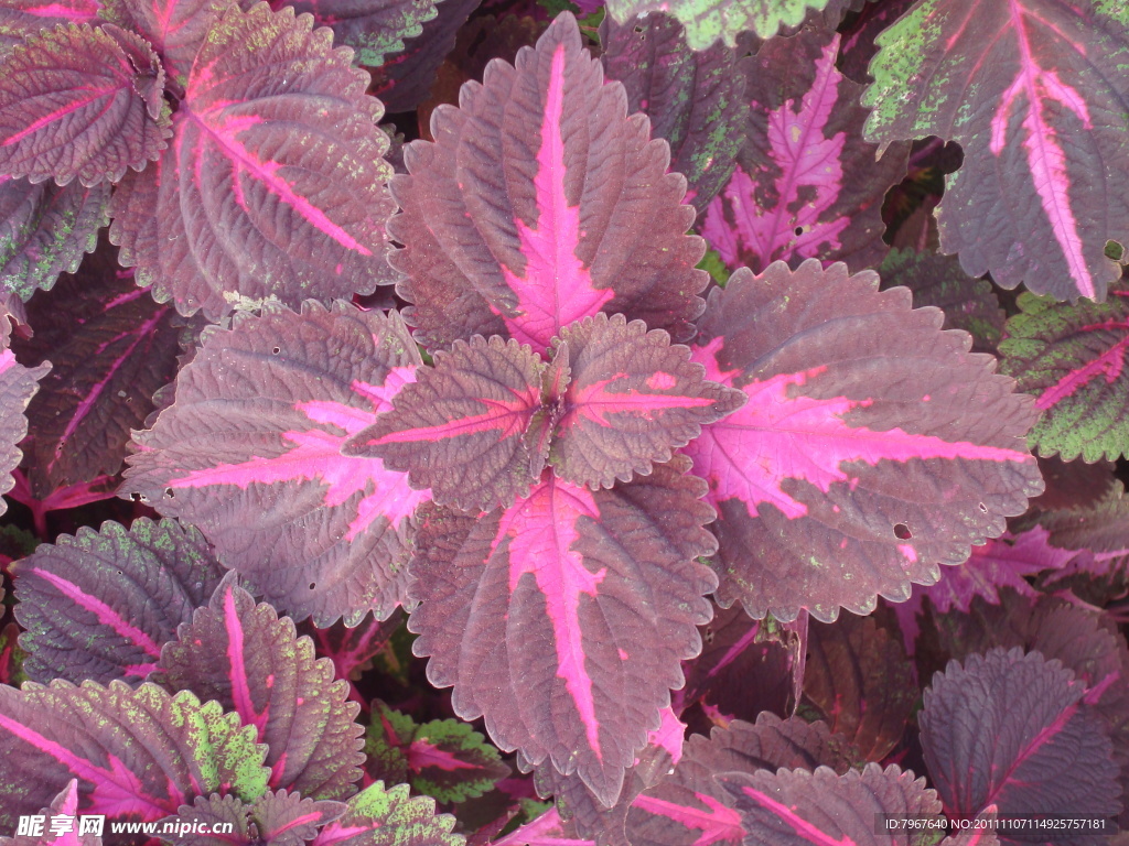 花卉