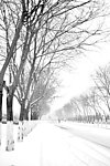 北京冬天的雪景