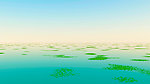 碧水浮萍