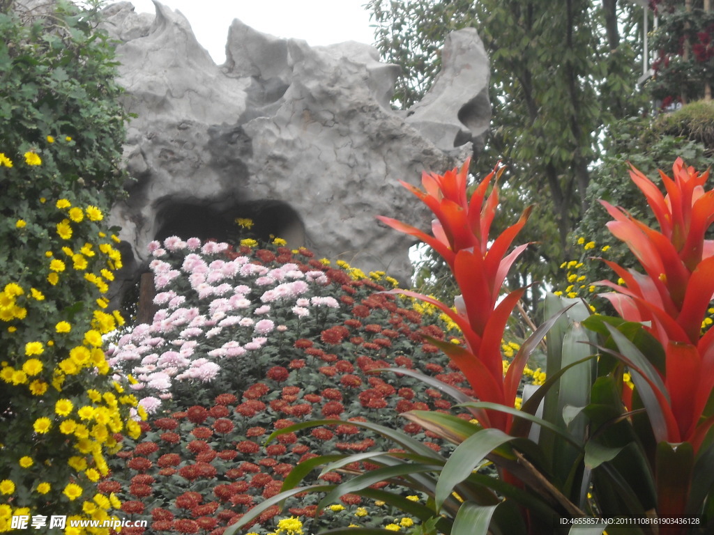 菊花假山