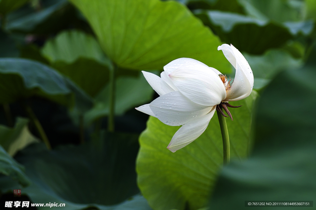 荷花