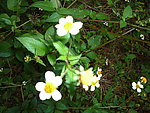 惹子花