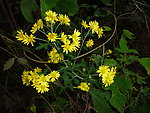 野菊花