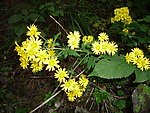 野菊花