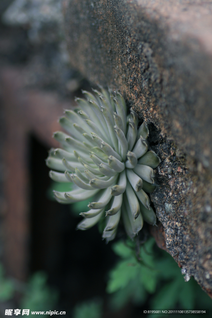 植物
