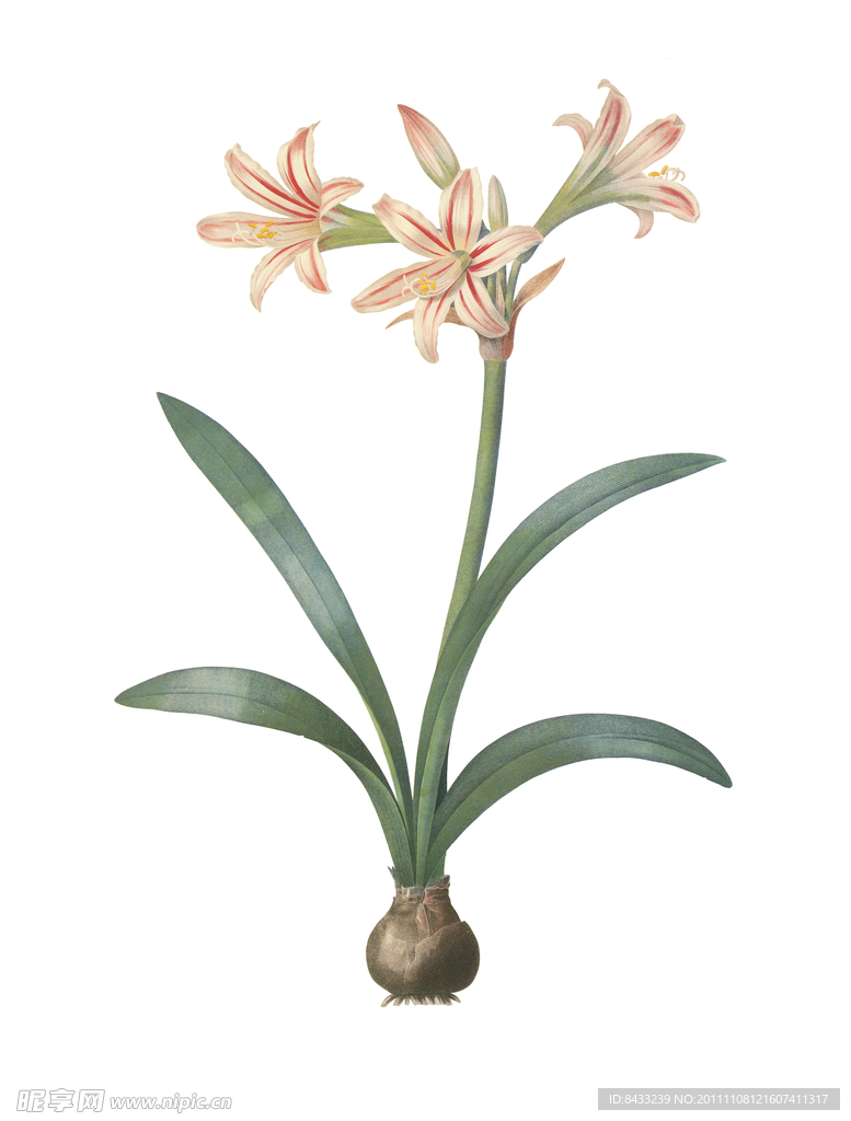 手绘花卉