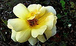 月季 蜜蜂