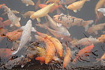 鲤鱼