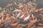鲤鱼