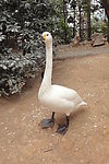 千岛湖旅游照片 鹅