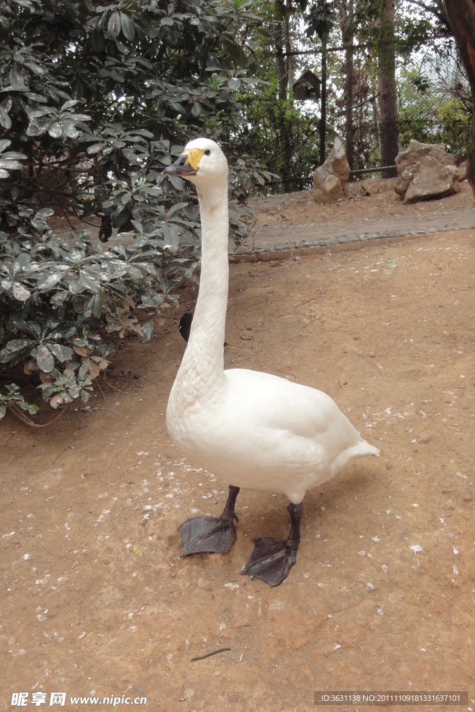 千岛湖旅游照片 鹅