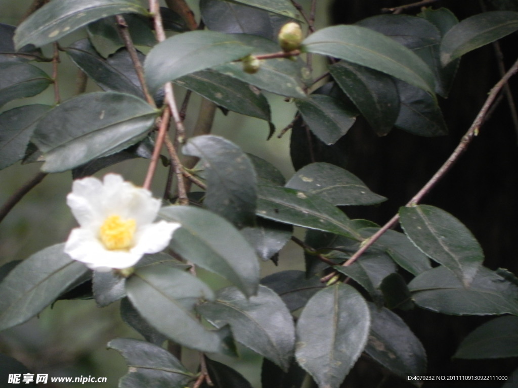 茶花