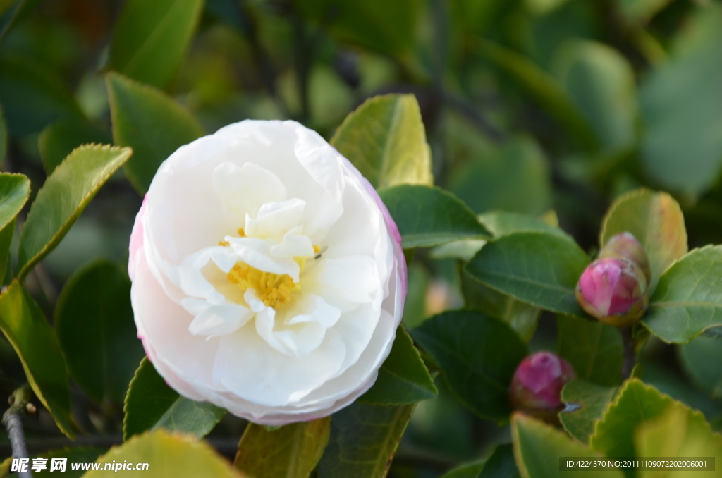 山茶花