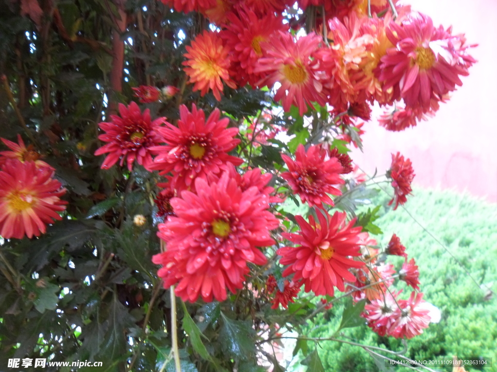 菊花
