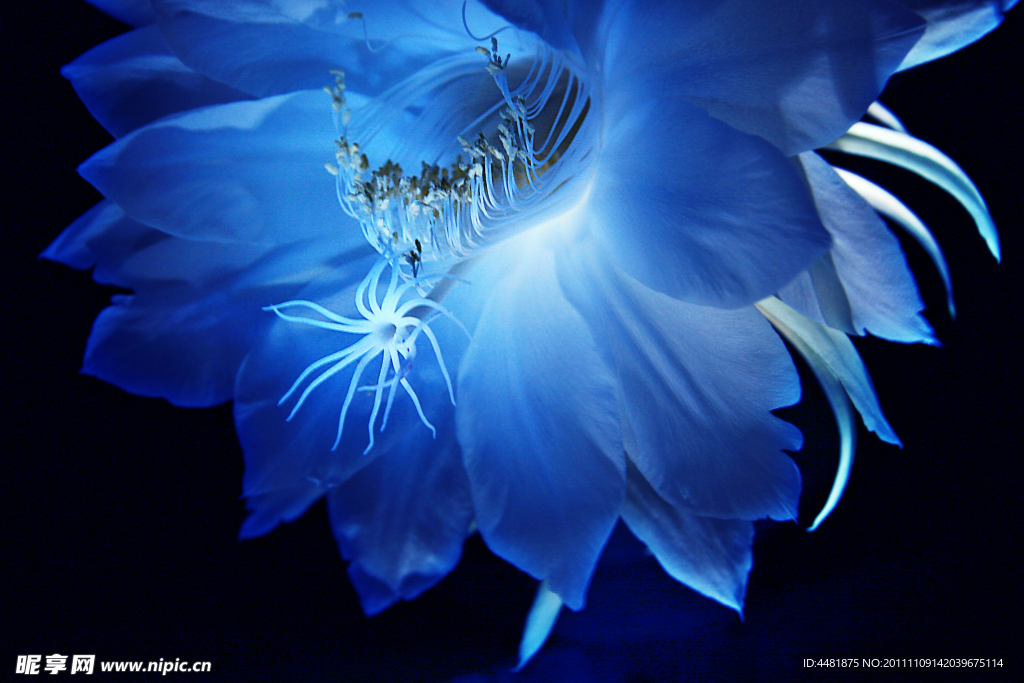 昙花