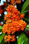桂花