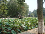 园林风景