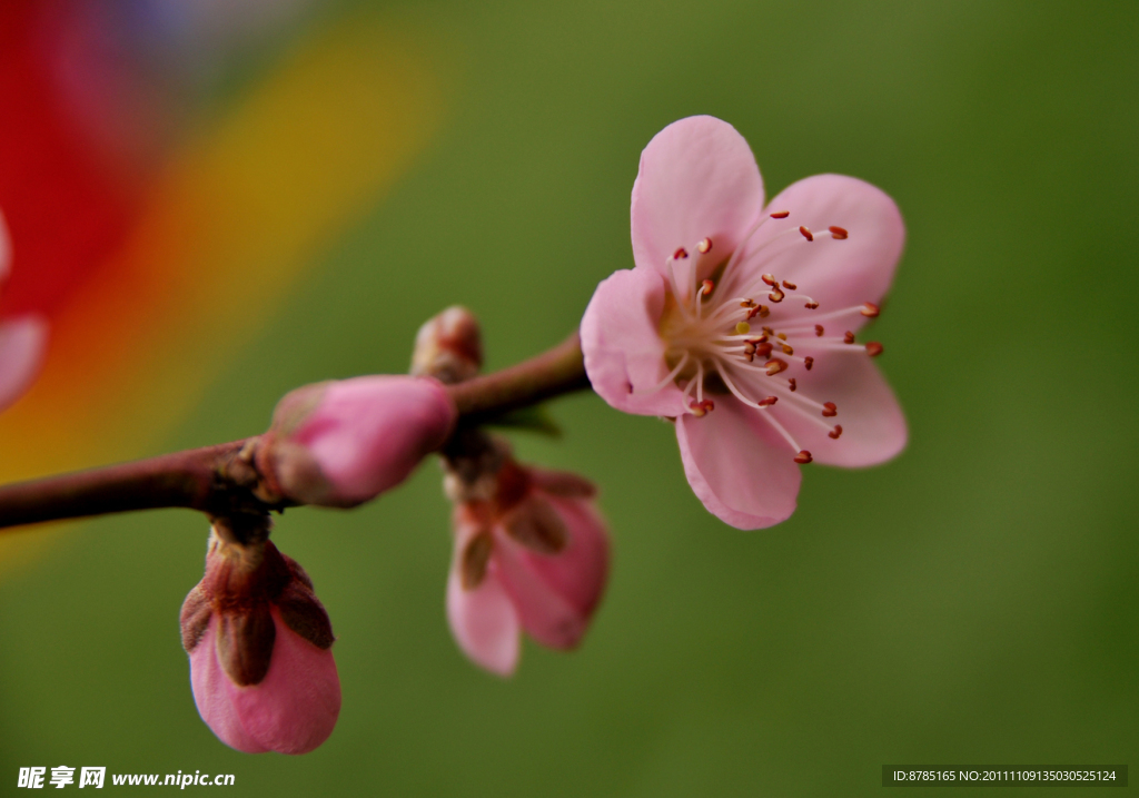 桃花
