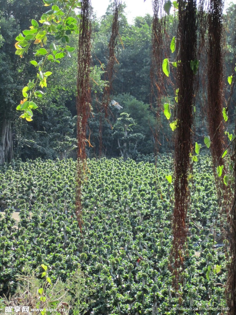 榕树根