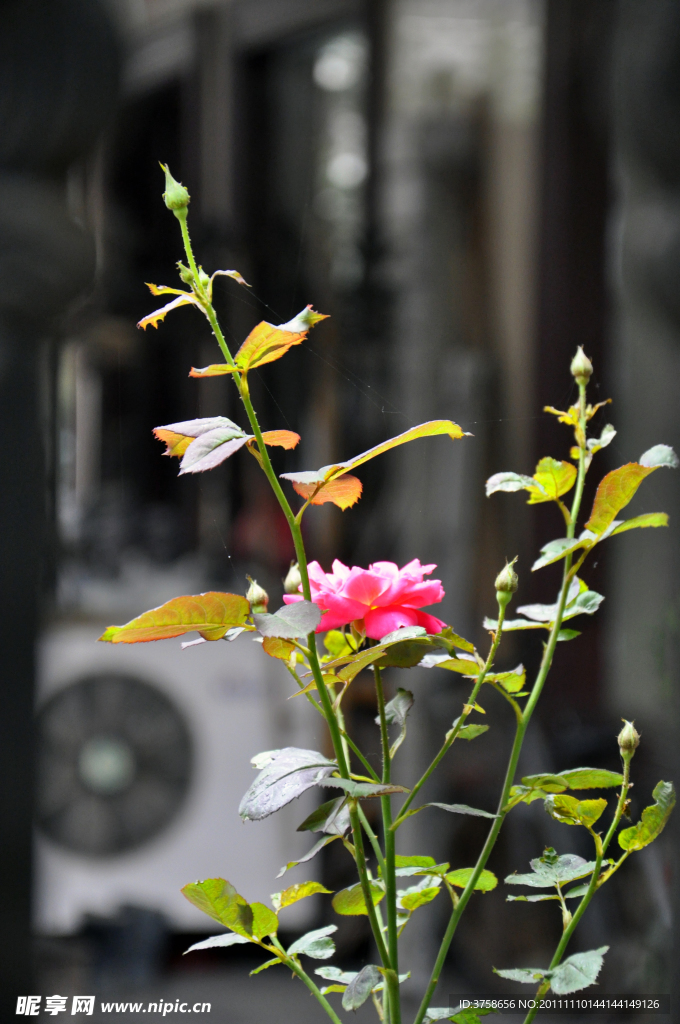 野玫瑰 月季花 田园