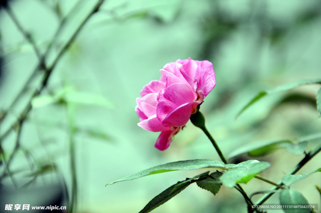 野玫瑰 月季花