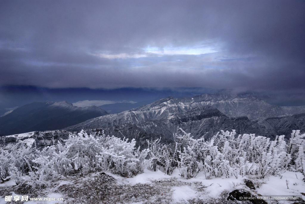 冰雪松